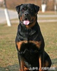 纯种罗威纳有多少厉害,纯种罗威纳怎么选看这5点就够了