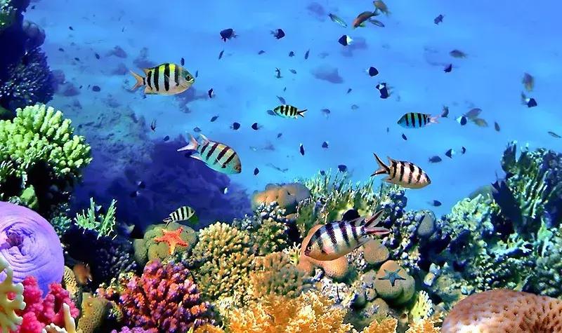 唐山美人鱼海底世界,唐山海底世界海洋馆门票多少钱