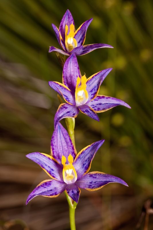 兰花寓意坚强象征着高洁傲骨之风,兰花代表怎样的高洁品质