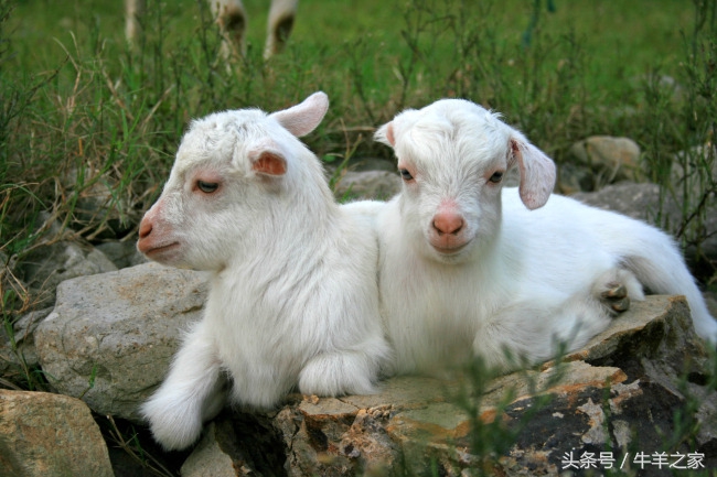 羔羊常见病防治,羔羊常见的传染病预防