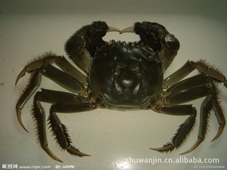海蟹和河蟹怎么区别,海蟹河蟹区分