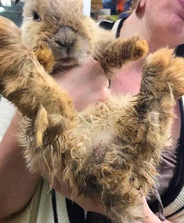 兔子的下牙齿长歪怎么办,兔子下牙长歪了怎么办