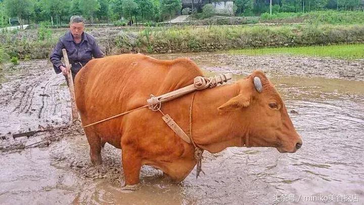 成都周边农场推荐,成都周边最有特色的农场