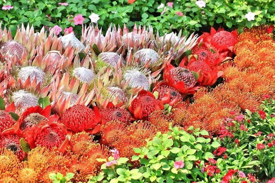 广州长隆特价买一送一,广州长隆票买一送一