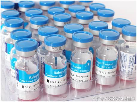 狗狗打疫苗鼓包一两周没消怎么办,狗狗三针疫苗间隔多长时间打一次