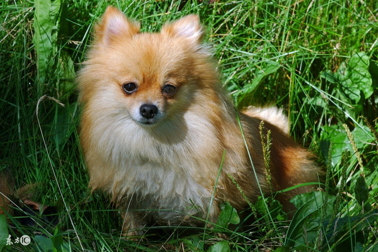 世界名犬博美比赛视频,博美宠物狗的名字大全