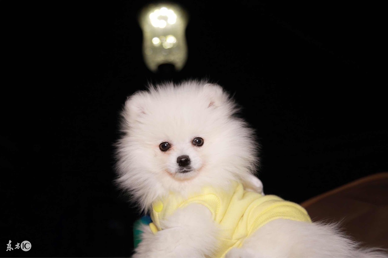 博美宠物狗的名字大全集,世界名犬品种大全小型犬