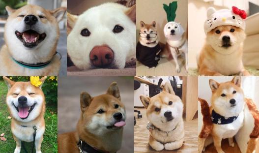 有一种担心叫心疼和愧疚,有人说柴犬是土狗该怎么办