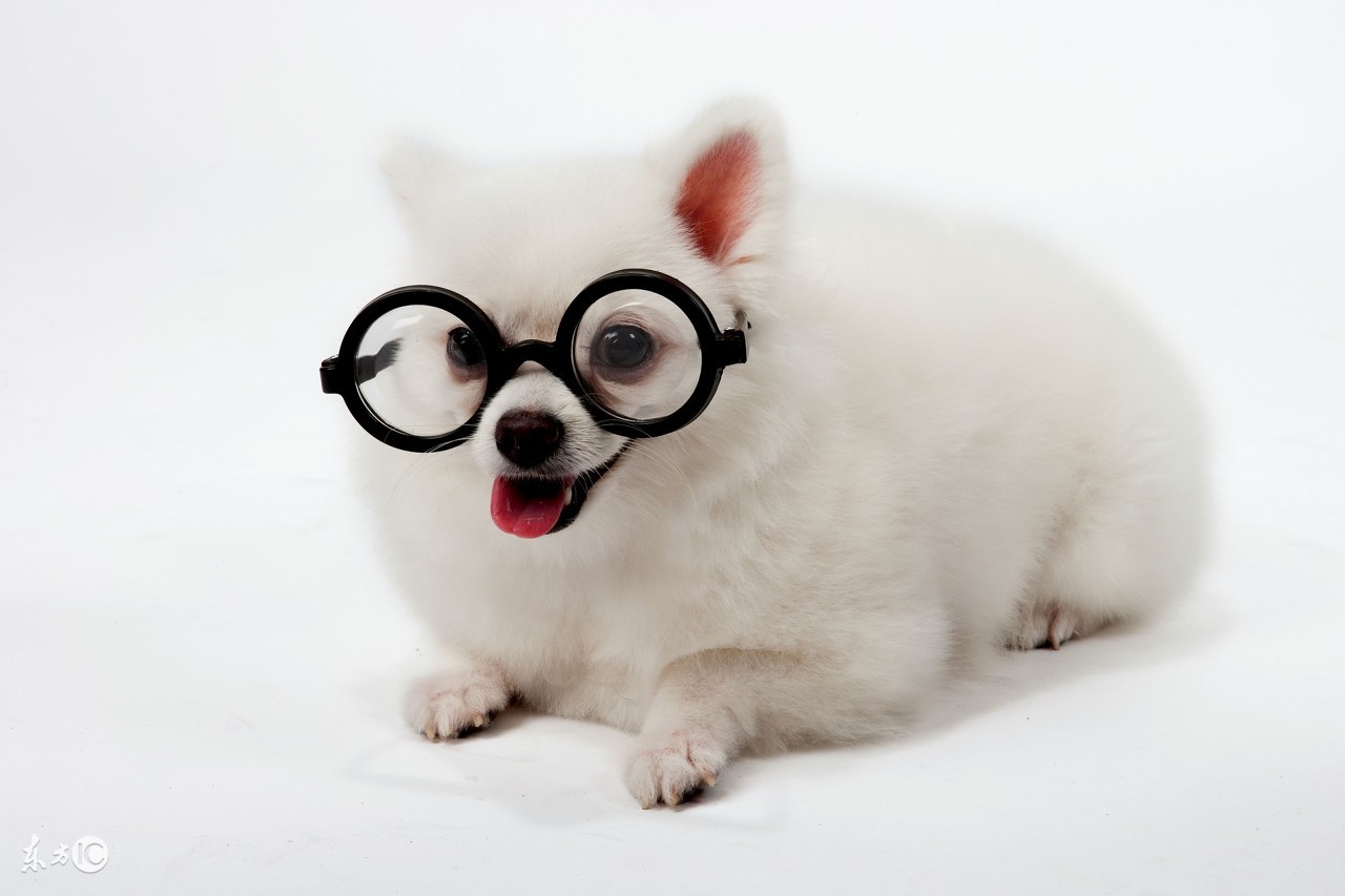 世界名犬博美比赛视频,博美宠物狗的名字大全