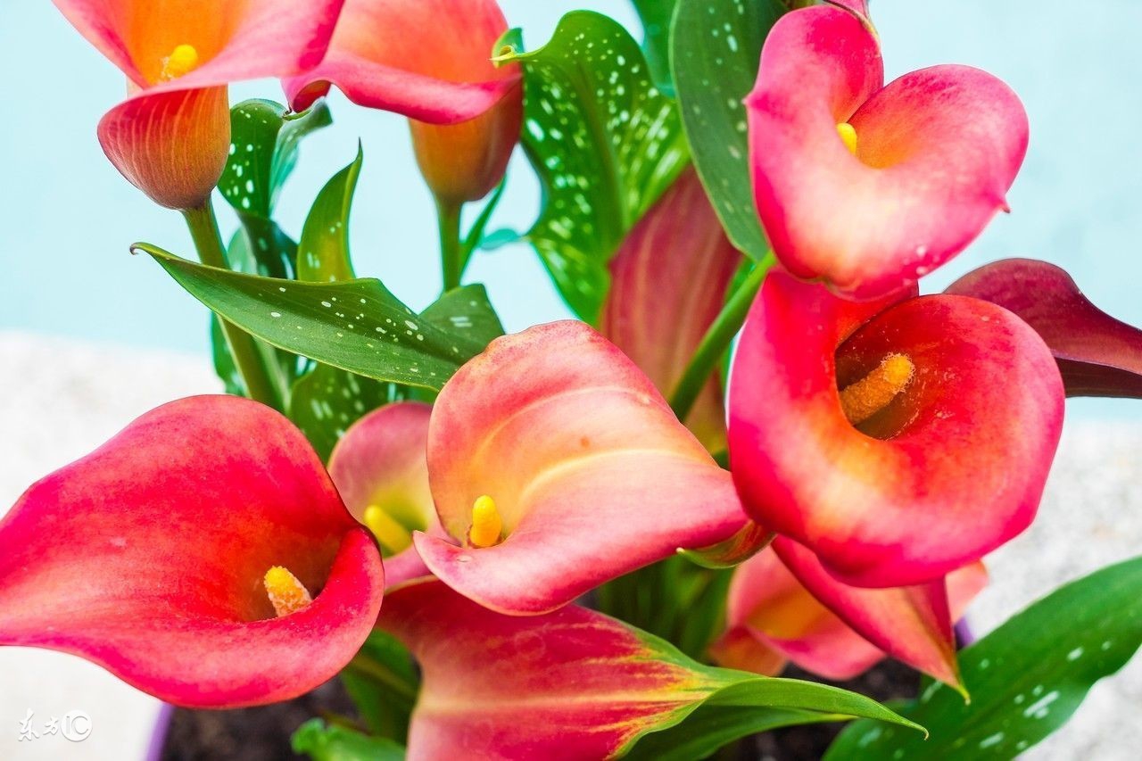 牙痛误食曼陀罗送医院急救洗胃水仙含羞草这些花是“毒美人”