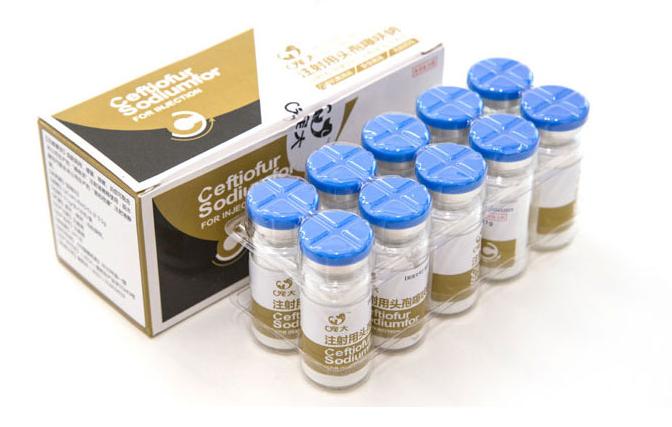 狗狗趾间炎的特效药,狗狗趾间炎的症状图