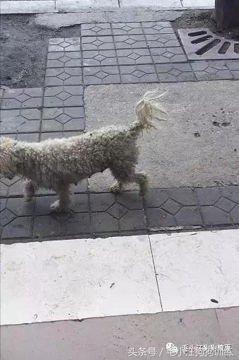 猫狗双全的赢家,狗猫双全的人生赢家