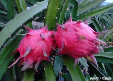 红肉火龙果的做法,火龙果优质高产栽培技术