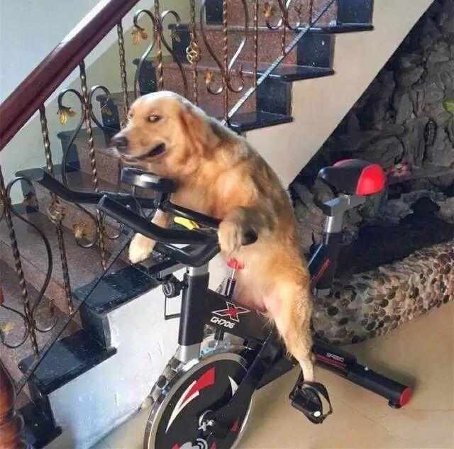 老爸酒喝多了，非要拉着狗狗唠嗑，狗：我能怎么办，我也很绝望！