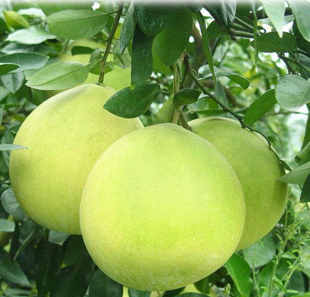 白肉柚子和红肉柚子热量,红肉柚子和白肉柚子区别