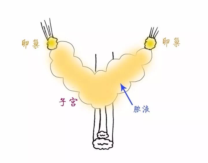 猫咪绝育后还是乱尿,关于猫咪绝育这里有最详细的攻略