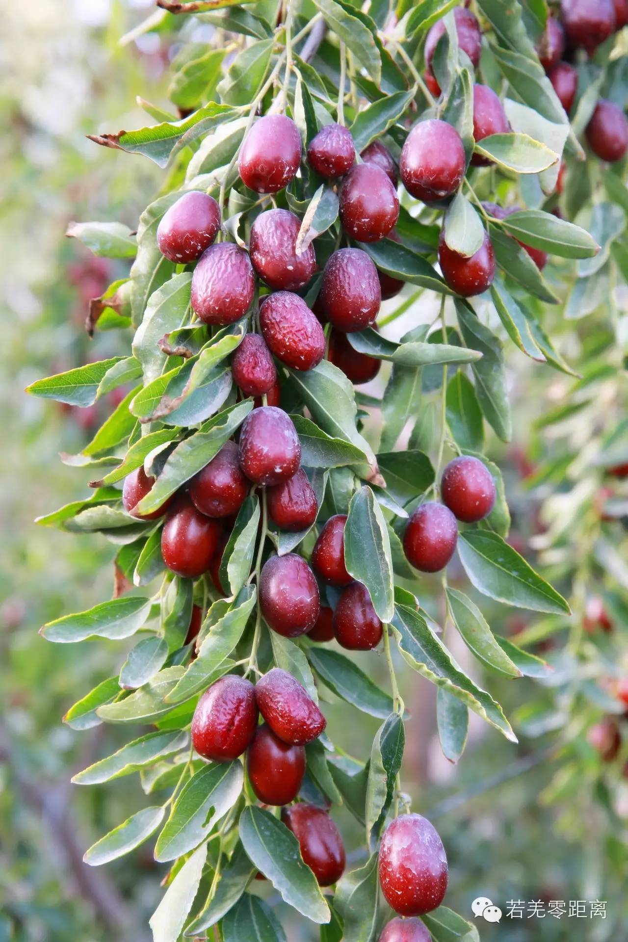 新疆若羌红枣特点,若羌红枣列入农产品地理标志