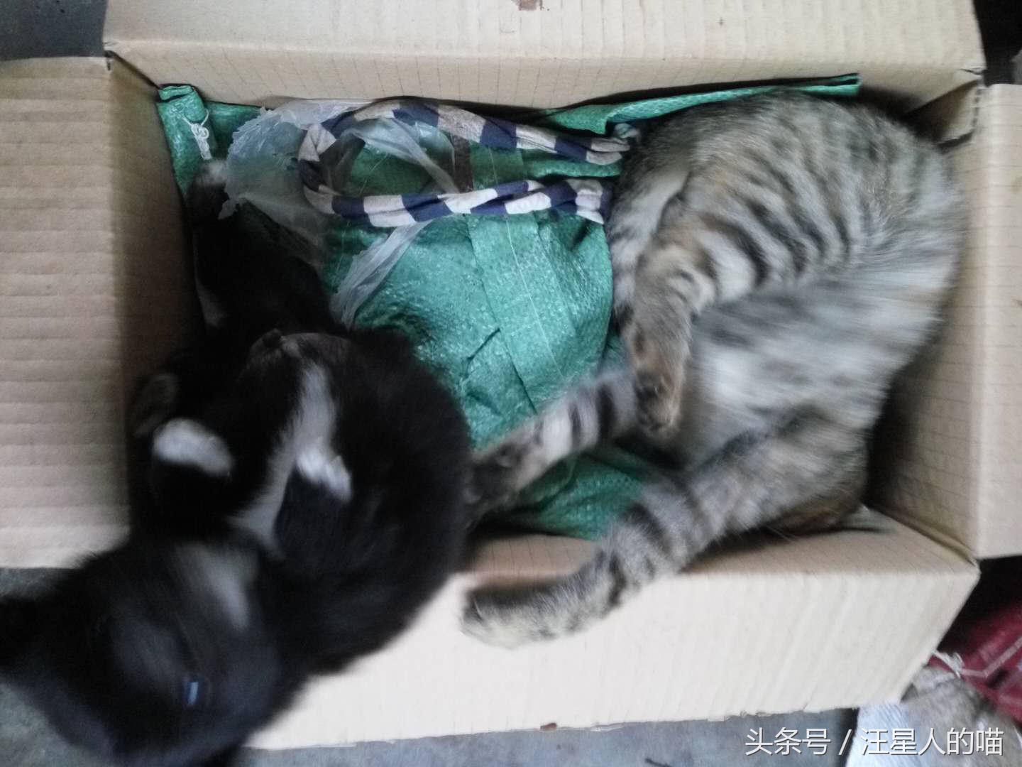 大狗暴打小奶猫,小奶狗vs小奶猫打架