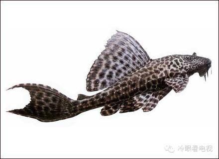 魔法师系列改良,魔法师变怪物