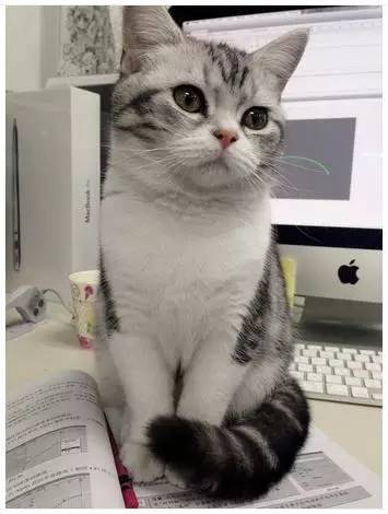 如小果专访：菲比和她家的肉丝！