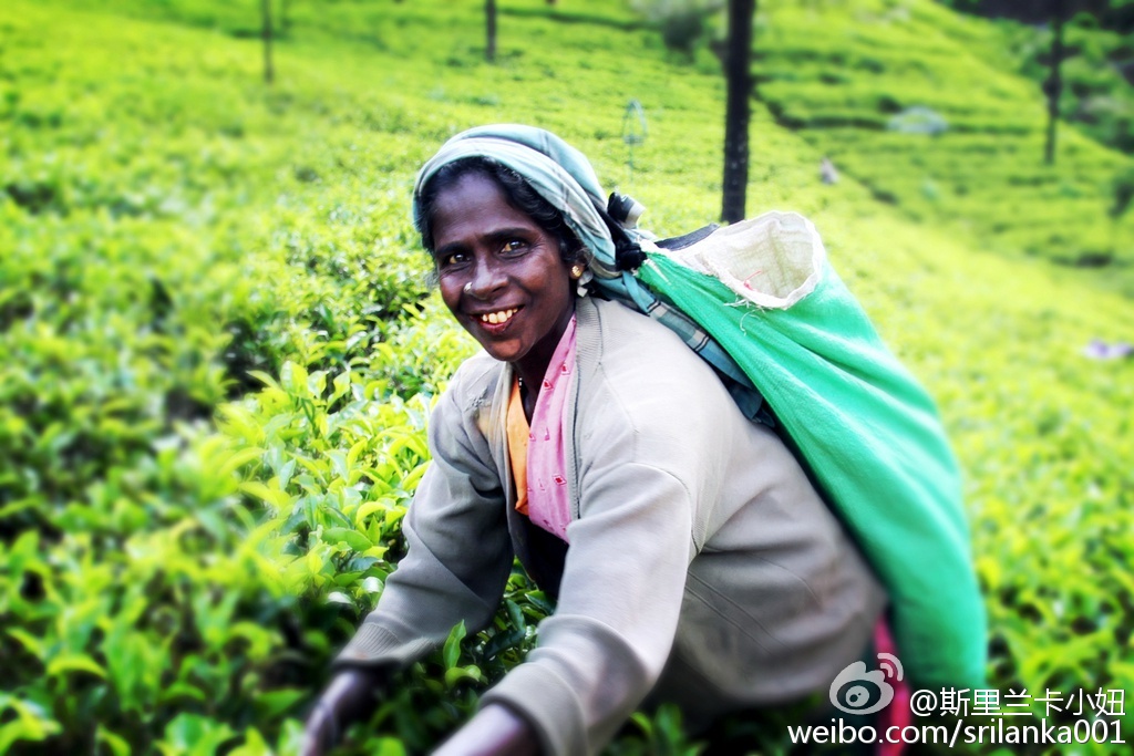 怎样选锡兰红茶,小白学茶的100个基础