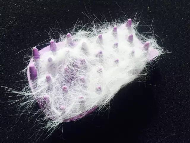 到处都是猫毛|到底什么猫毛梳最好用?