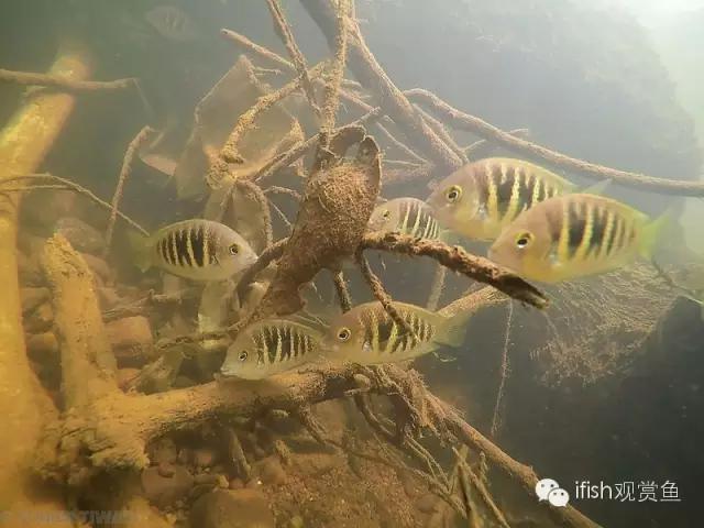 鱼可爱卡通画,鱼卡通可爱