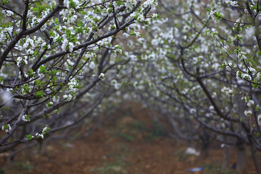 聚焦陕西蓝田泄湖镇,蓝田县洩湖镇发展规划