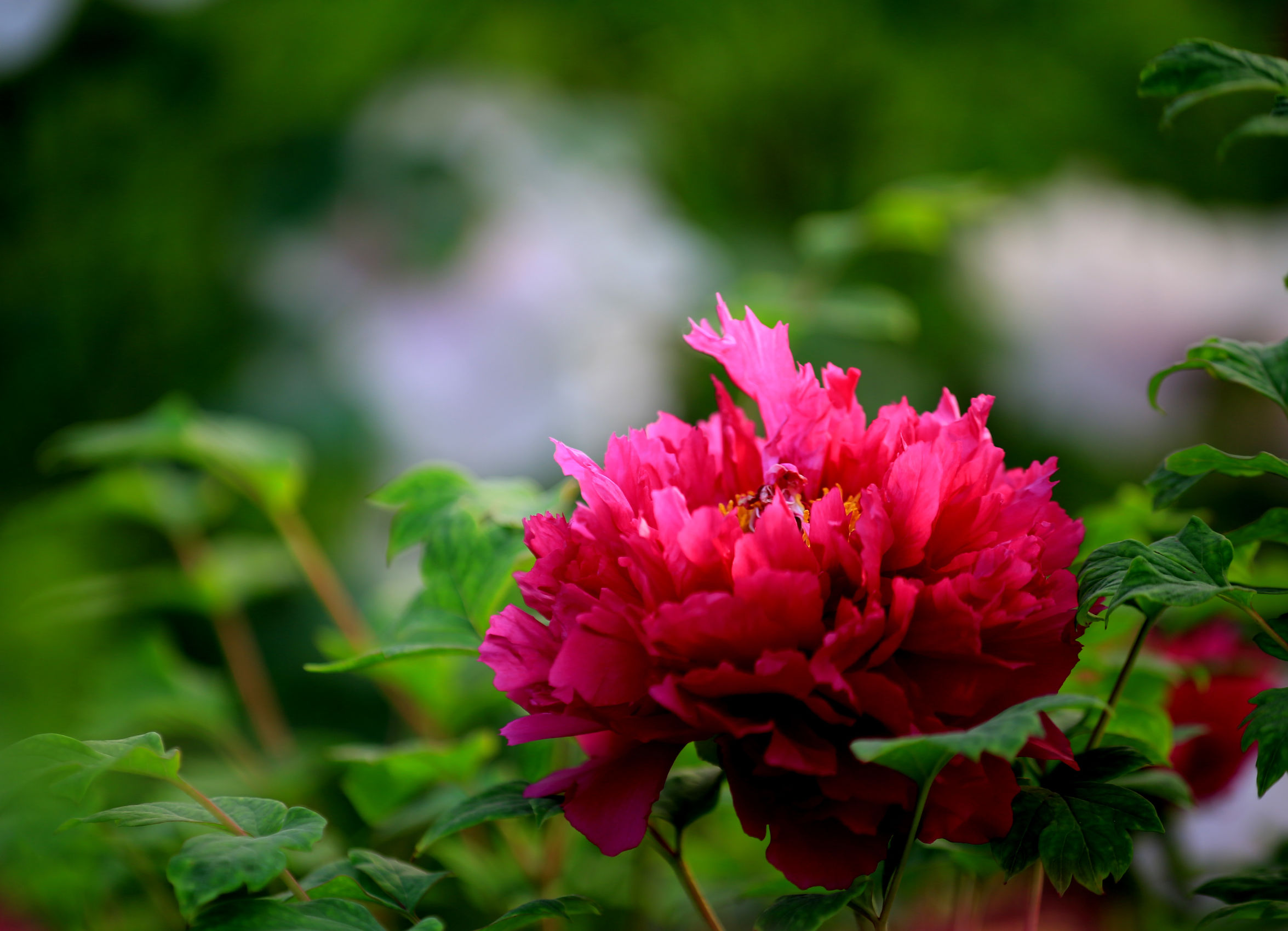 洛阳龙门牡丹园最美牡丹,洛阳国家牡丹园最独特的牡丹