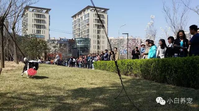望京的春天，有狗狗相伴！