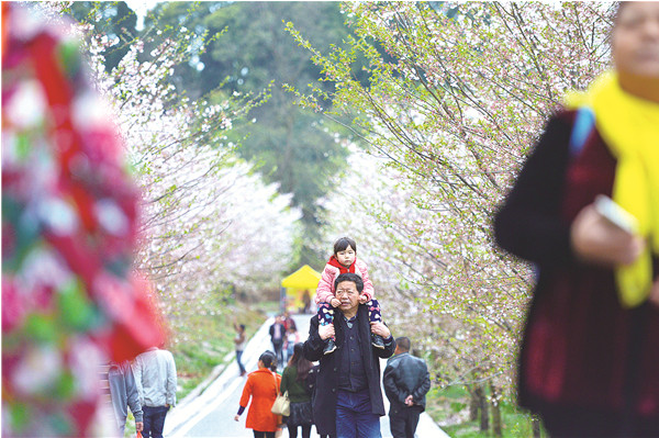 平坝万亩樱花花开季节,贵州平坝万亩樱花门票费是多少