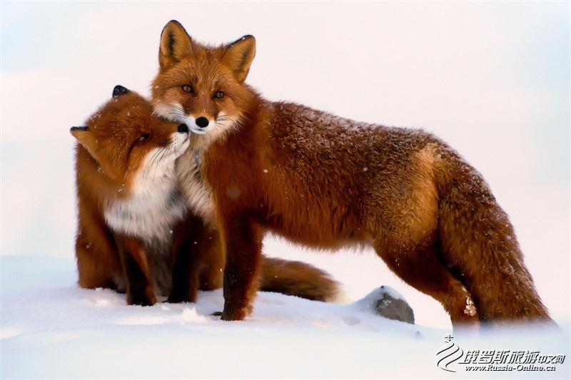 采矿工程师视频,采矿工程师拍摄的狐狸