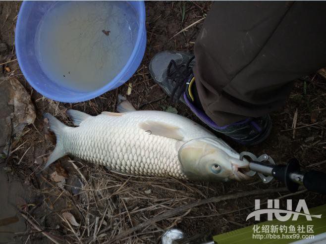 自制钓草鱼玉米必须要煮吗,发酵的玉米可以钓草鱼吗
