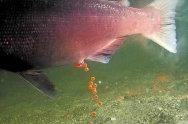 逆流而上,加拿大威化溪三文鱼洄游之旅