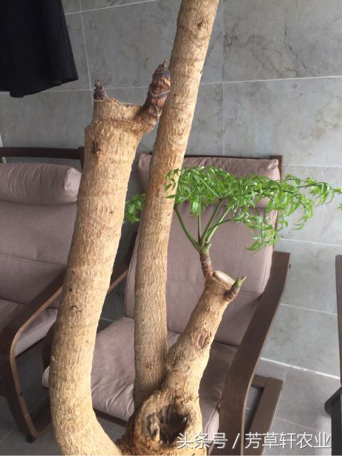 幸福树吊瓶营养液,如何给幸福树打吊瓶