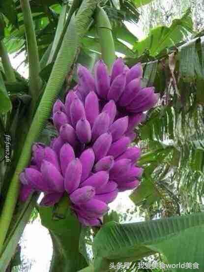 黄香蕉黑香蕉区别图,这些香蕉是给你的英语怎么说