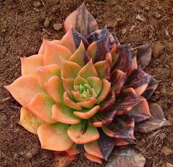 没时间出去玩养多肉,外出旅游多肉怎么办