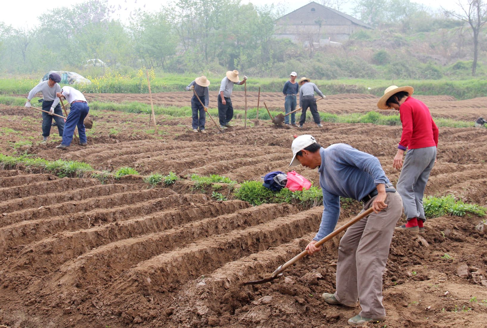 你说生姜种植没收成，那是你还没用对方法