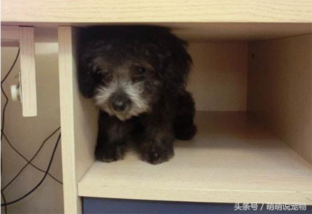 宠物狗泰迪好养吗,宠物狗泰迪惹人嫌