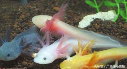 六角恐龙的习性与特点,六角恐龙可爱图