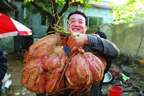 关于怎样才能种好红薯的视频,亩产红薯6000斤是怎么种出来的