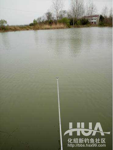 自制钓草鱼玉米必须要煮吗,发酵的玉米可以钓草鱼吗