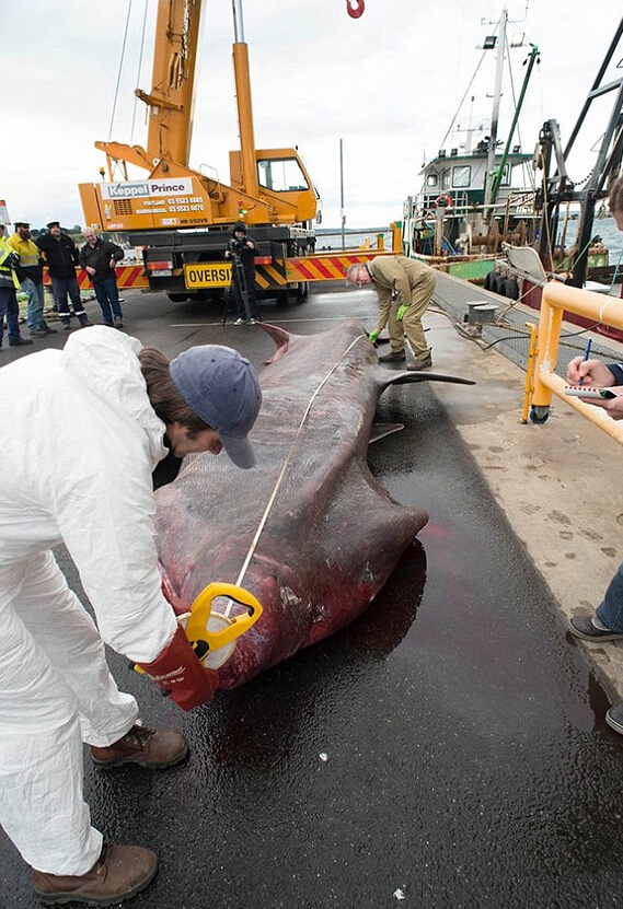 海中捕获巨鲨视频,罕见全球人们捕获5米巨口鲨