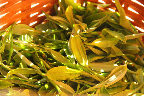 刮风寨古树普洱茶口感怎么样,帕沙古树普洱茶口感特点