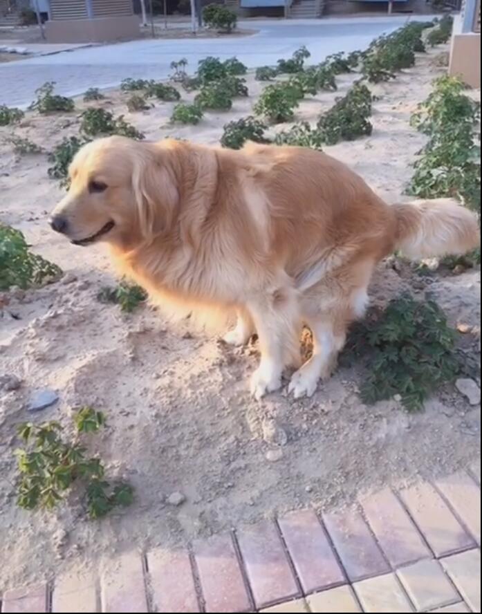 如何把金毛养肥,怎么才能把金毛养得肥一点