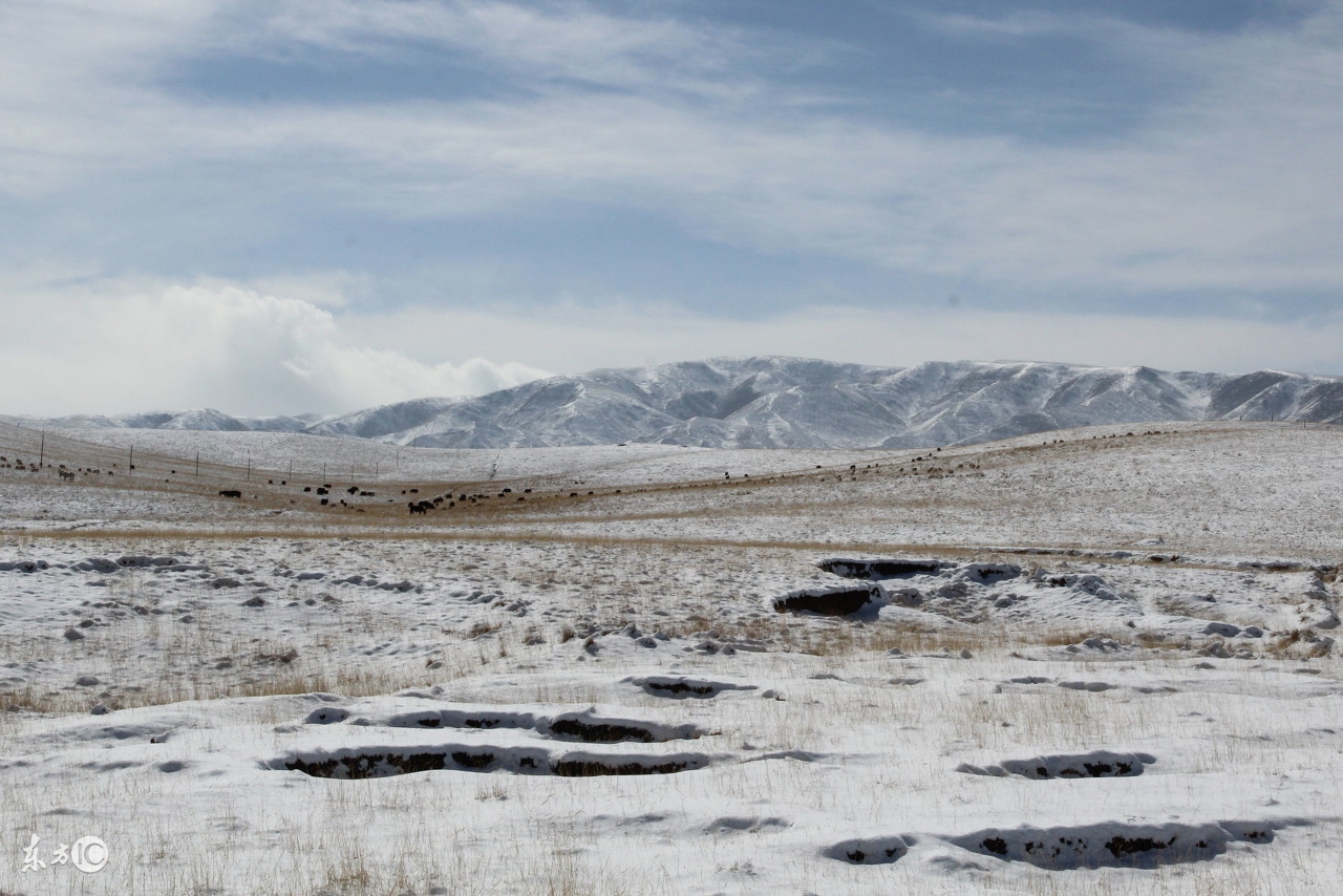 雪地里抓兔子技巧,冬天抓兔子视频教程