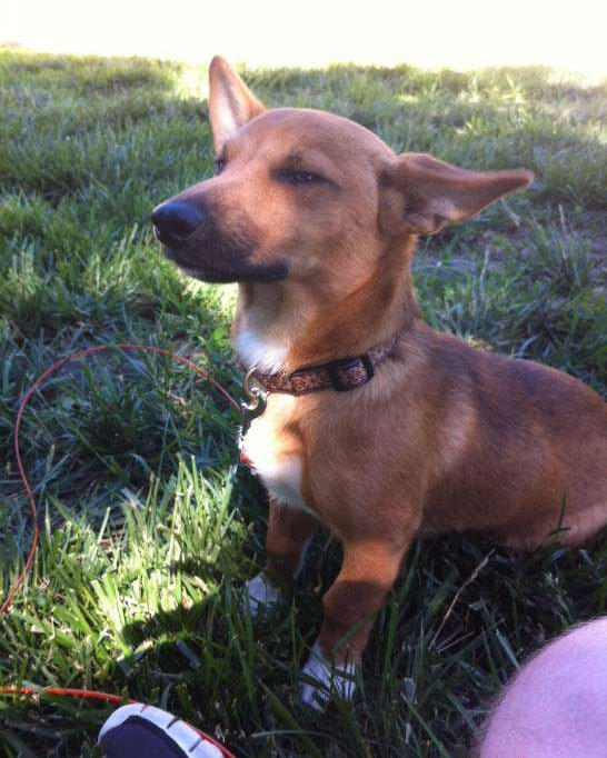 超级可爱的腊肠犬图,超级可爱的混血狗狗