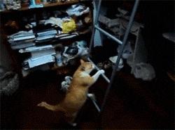 有一只会关心主人的喵星人可真好！