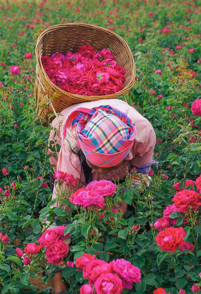 吉庆鲜花饼老店,吉庆祥鲜花饼和潘祥记鲜花饼区别