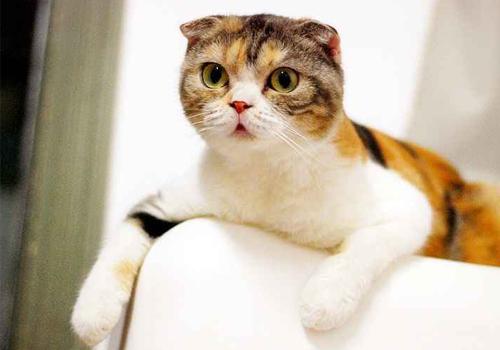 注意了猫咪这6种水不能喝,猫咪长时间吃狗粮会怎么样